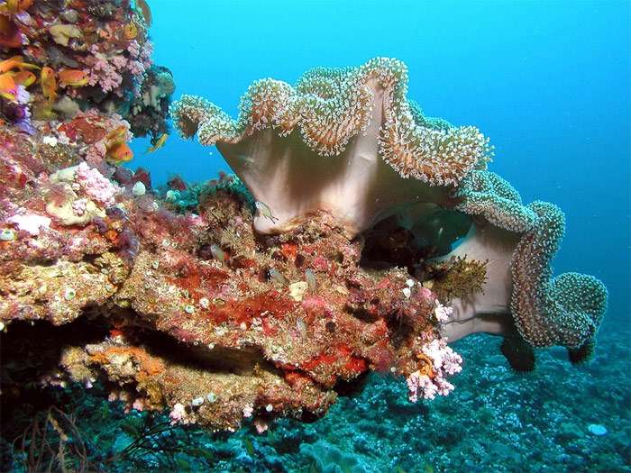 Кораллы, Мальдивские острова, фото рыбы беспозвоночные морской аквариум фотография