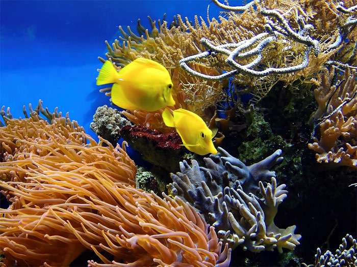 Желтые зебрасома (Zebrasoma flavescens), фотография морской аквариум фото pixabay