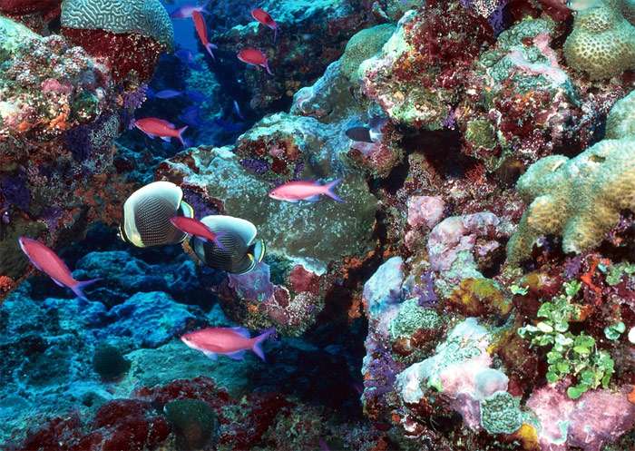 Кораллы, морское дно, фото рыбы фотография Pixabay