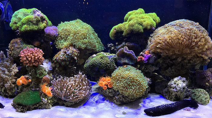 Жизнь коралловых рифов, фото морской аквариум фотография pixabay