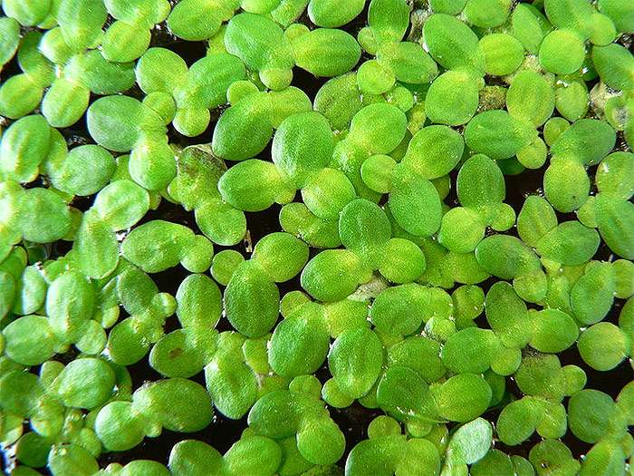 Ряска малая (Lemna minor), фото фотография растения
