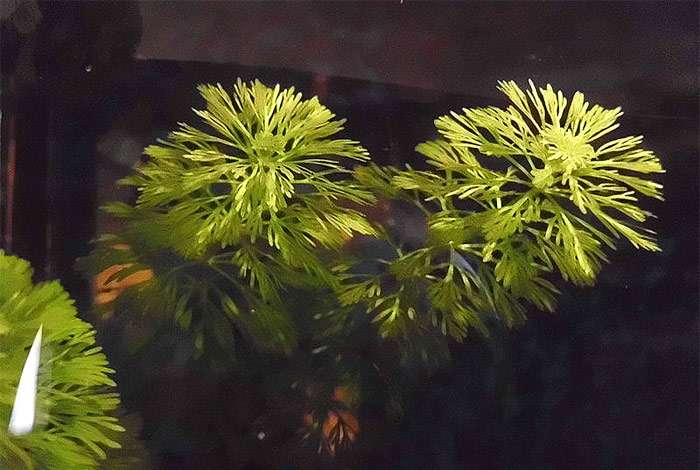 Лимнофила водная, амбулия водная (Limnophila aquatica), фото фотография растения