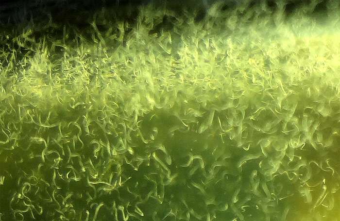 Уксусные угрицы (Turbatrix aceti), фото фотография черви