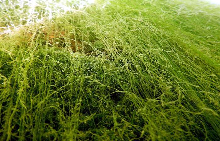 Нитчатые водоросли, фото фотография