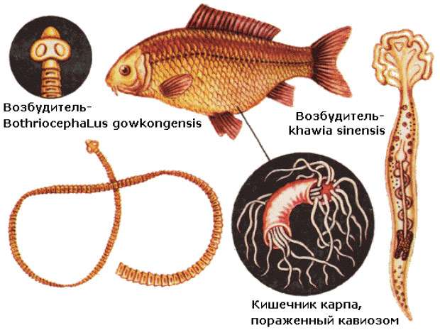Заражение рыб кариофиллезом, фото фотография болезни рыб