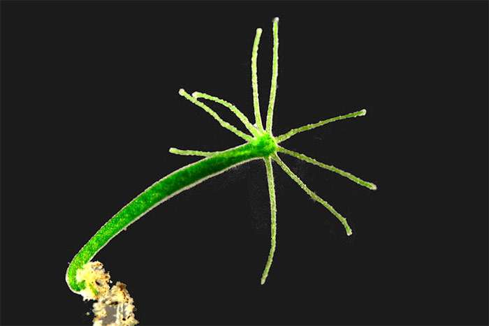 Зеленая гидра (Hydra viridissima), фото кишечнополостные фотография