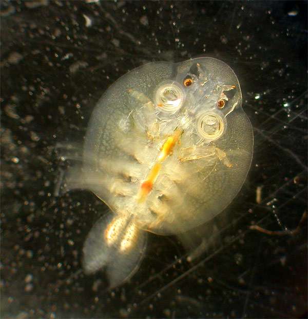Аргулюс, карповая вошь (Argulus coregoni), фото фотография паразиты рыб
