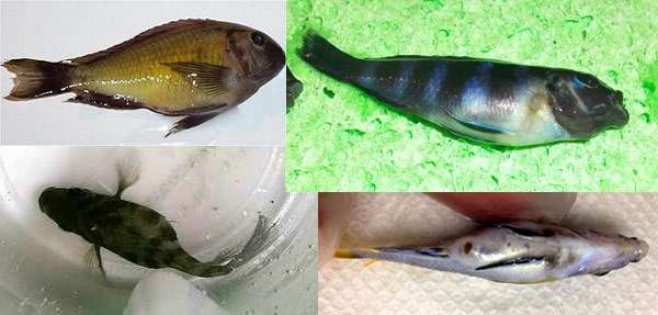 Болезнь малавийских цихлид, фото фотография заболевания рыб