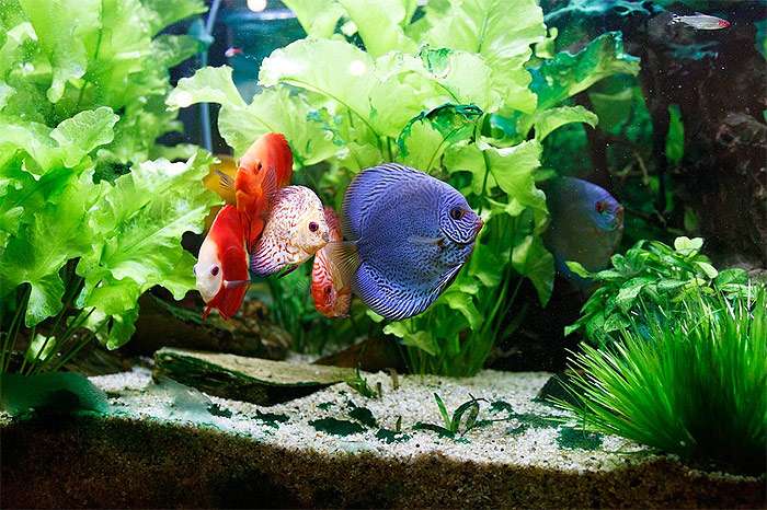 Пресноводный аквариум с растениями и дискусами, фото фотография рыбы pixabay