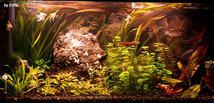 Живые растения и рыбки в аквариуме, фото фотография