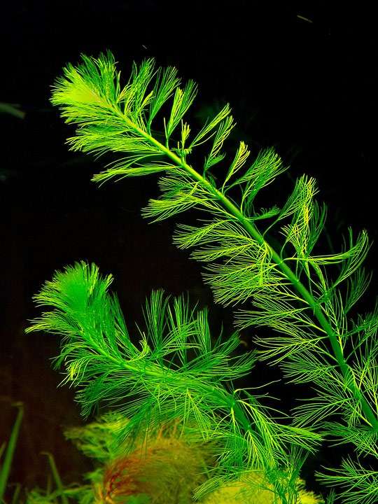 Перистолистник (Myriophillum), фото фотография аквариумные растения pixabay