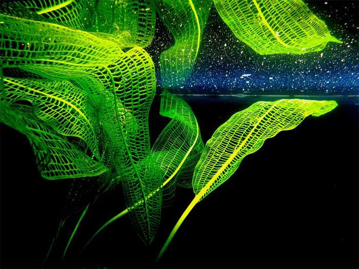 Апоногетон мадагаскарский или Апоногетон сетчатый (Aponogeton madagascariensis), фото фотография аквариумные растения pixabay
