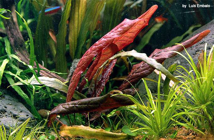 Барклайя длиннолистая (Barclaya longifolia 'red'), фото фотография аквариумные растения