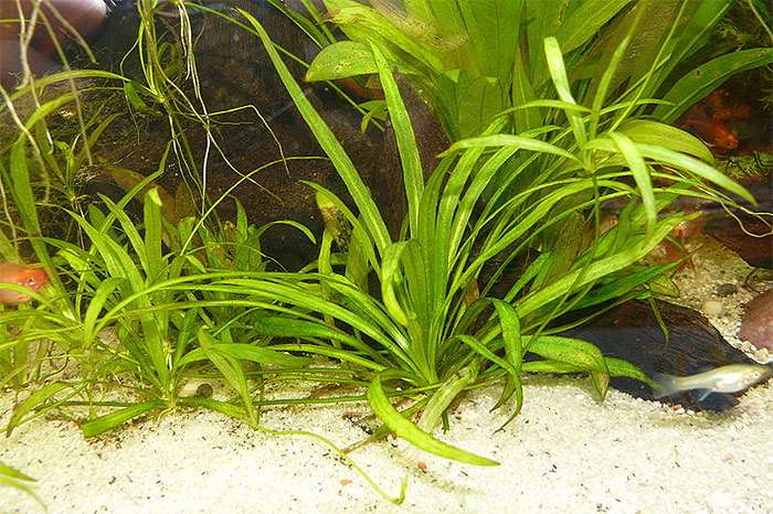 Эхинодорус четырехреберный (Echinodorus quadricostatus), фото фотография аквариумные растения