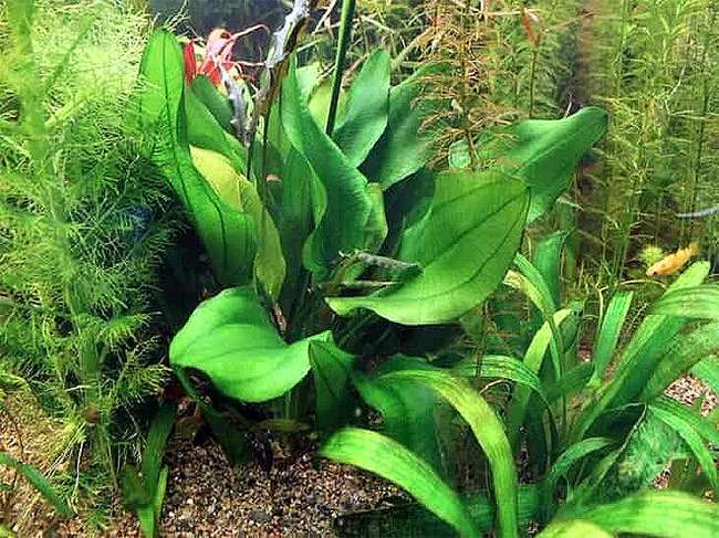 Эхинодорус шереховатый (Echinodorus scaber), фото фотография аквариумные растения