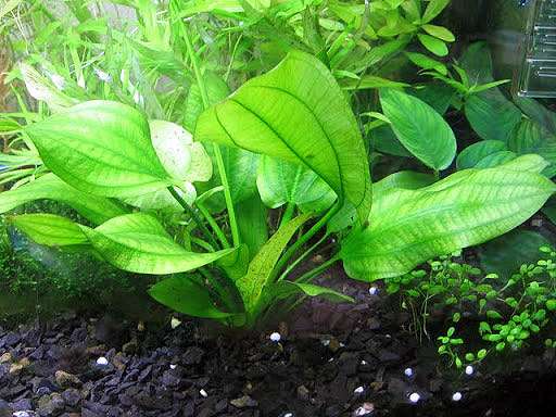 Эхинодорус крапчатый (Echinodorus aspersus), фото фотография аквариумные растения
