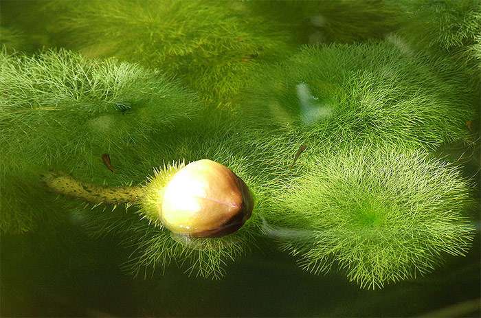 Лимнофила водная (Limnophila aquatica), фото фотография аквариумные водные растения, автор Andrej Jakubík