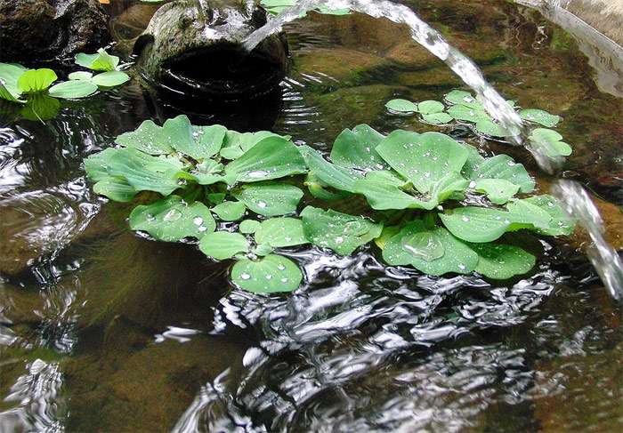 Водяной салат (Pistia stratiotes), фото фотография водные растения pixabay