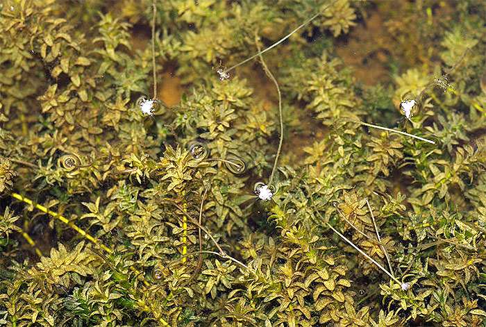Элодея канадская (Elodea canadensis), фото фотография картинка аквариумные водные растения