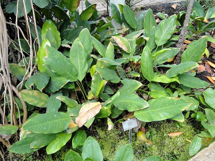 Анубиас Афцели (Anubias afzelii), фото фотография аквариумные растения