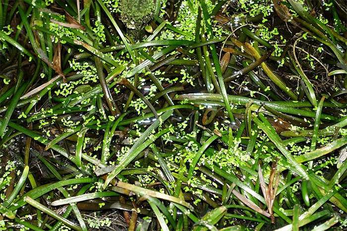 Саггитария шиловидная (Sagittaria subulata), фото фотография аквариумные растения