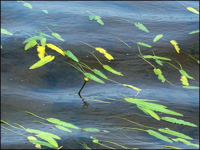 Кубышка стрелолистная (Nuphar sagittifolium), фото фотография водные растения