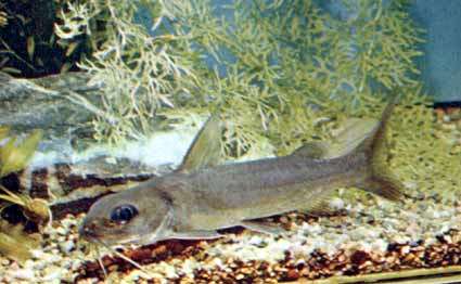 Алюминиевый сом, гефирогланус лонгипиннис (Chrysichthys longipinnis), фото фотография редкие аквариумные рыбки