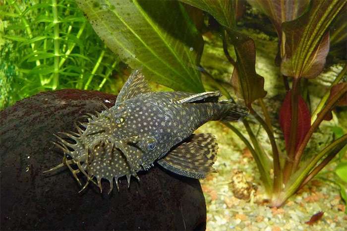 Анцитрус, сом анцистр (Ancistrus dolichopterus), фото фотография рыбы