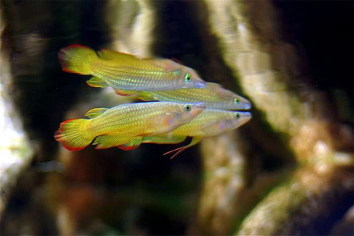 Полосатая щучка, полосатая светлоглазка (Aplocheilus lineatus), фото фотография аквариумные рыбки