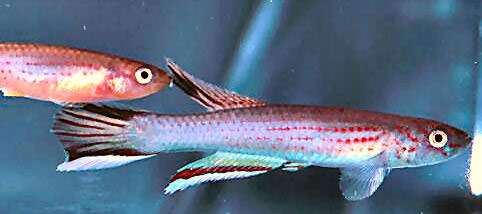 Афиосемион Пашена (Aphyosemion pascheni), фото фотография красивые рыбки