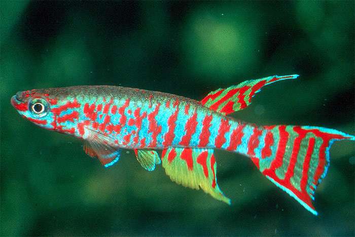 Афиосемион Эльберта (Aphyosemion elberti), фото фотография красивые рыбки