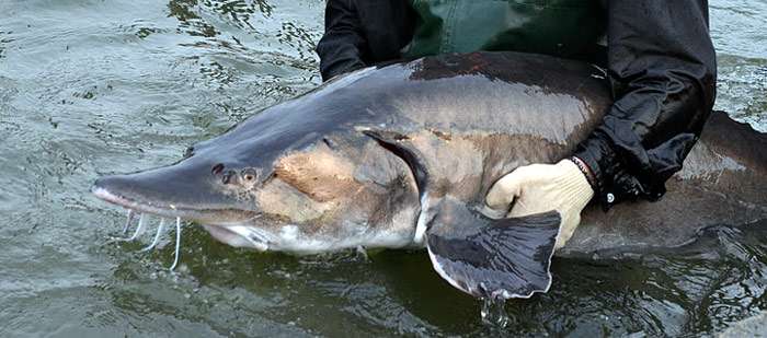 Белуга (Huso huso), фото фотография промысловые рыбы