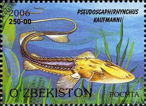 Большой амударьинский лжелопатонос (Pseudoscaphirhynchus kaufmanni), рисунок картинка осетрообразные рыбы