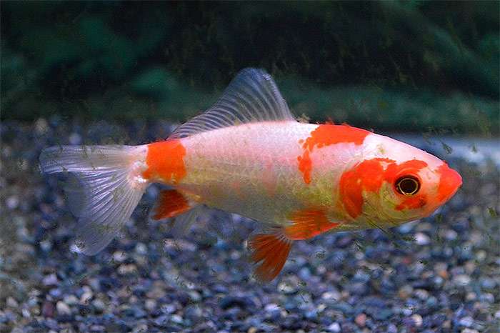 Вакин, или вальговка, фото фотография золотые рыбки
