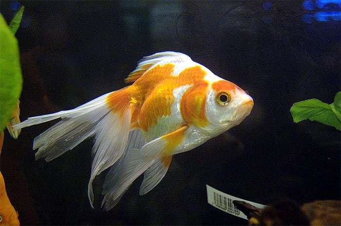 Вуалехвост (золотая рыбка), фото фотография