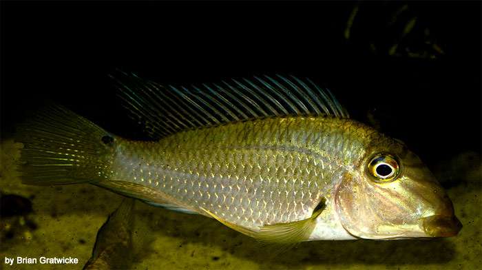 Геофаус перламутровый (Satanoperca jurupari), фото фотография аквариумные рыбки