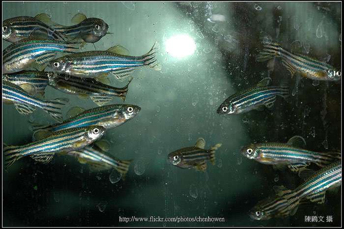 Зебровый данио, данио зебра, брахиданио рерио, «дамский чулочек» (Danio rerio), фото фотография аквариумные рыбки