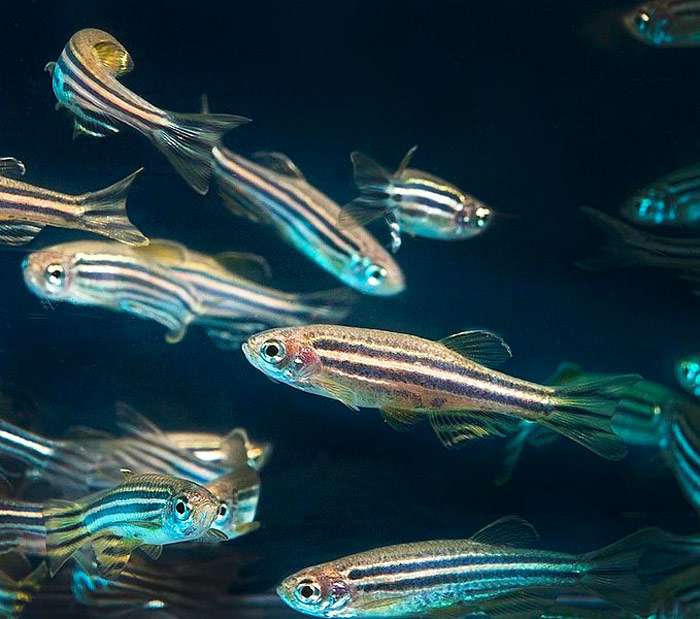 Данио рерио, брахиданио рерио (Danio rerio), фото фотография аквариумные рыбки