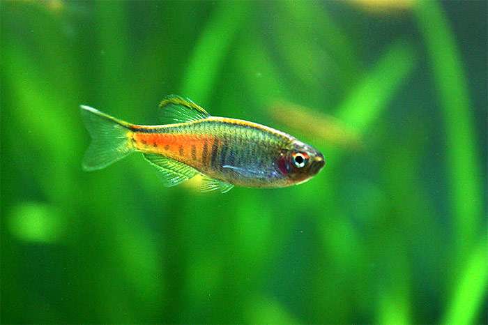 Данио-светлячок, светящийся данио (Danio choprae), фото фотография рыбки