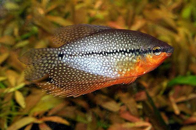 Гурами жемчужный, или Трихогастр жемчужный (Trichogaster leeri), фото фотография аквариумные рыбы