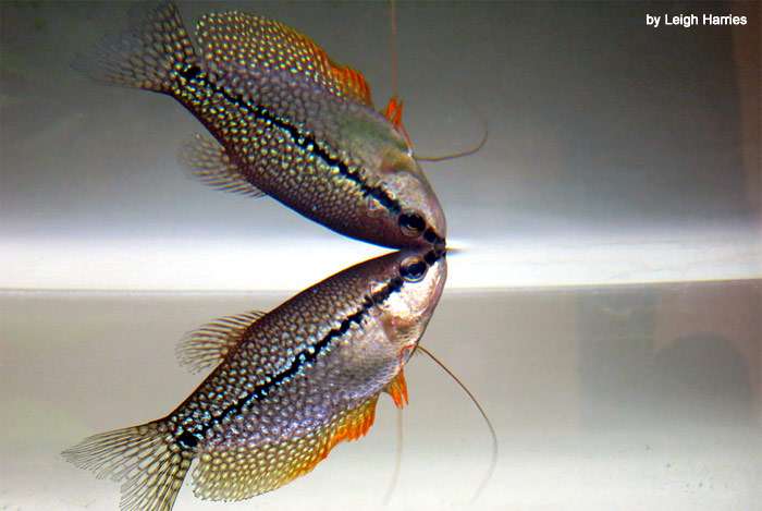 Гурами жемчужный (Trichogaster leeri), фото фотография рыбы
