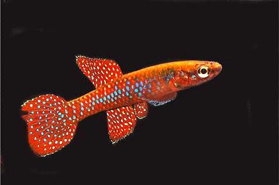Диаптерон габонский (Aphyosemion cyanostictum), фото фотография аквариумные рыбки
