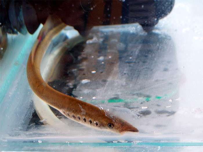 Европейская ручьевая минога (Lampetra planeri), фото фотография рыбы