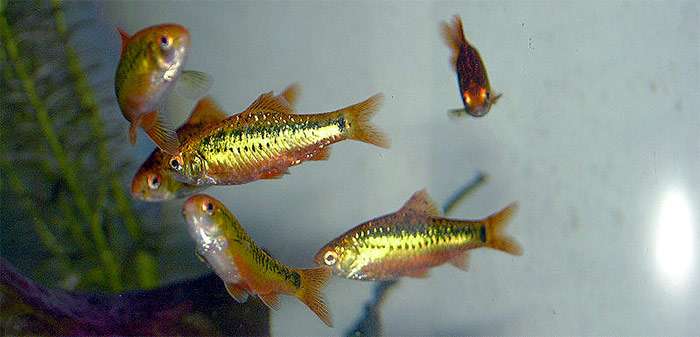 Зеленый барбус, золотой барбус (Puntius semifasciolatus), фото фотография рыбы