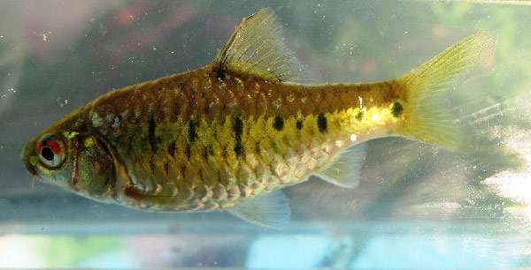Зеленый барбус, зелёный пунтиус, золотой барбус, китайский барбус (Puntius semifasciolatus), фото фотография аквариумные рыбы