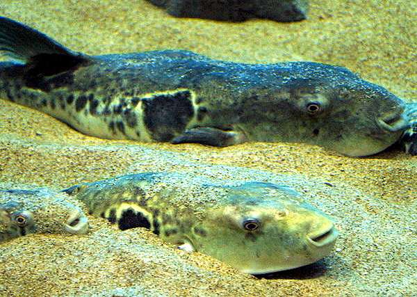Бурый скалозуб (Takifugu rubripes), фото фотография ядовитые рыбы