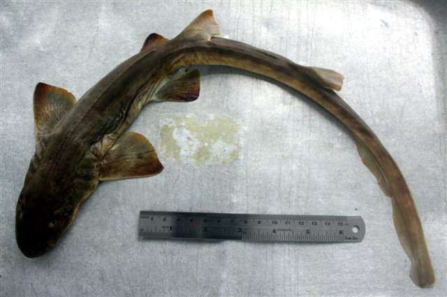 Индийская кошачья акула (Chiloscyllium indicum), фото фотография хрящевые рыбы