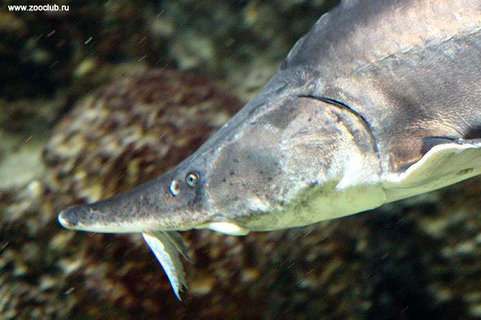 Калуга (Huso dauricus), фото фотография промысловые рыбы