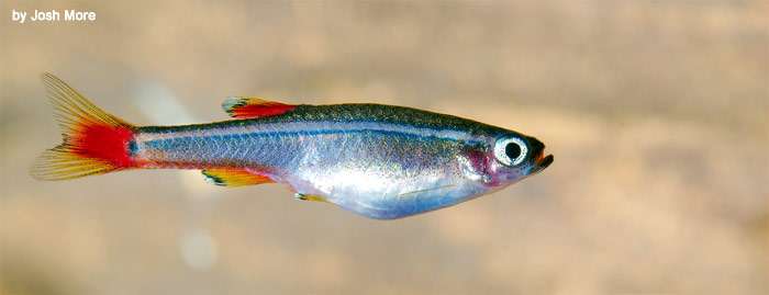 Кардинал (Tanichthys albonubes), фото фотография рыбы для новичков