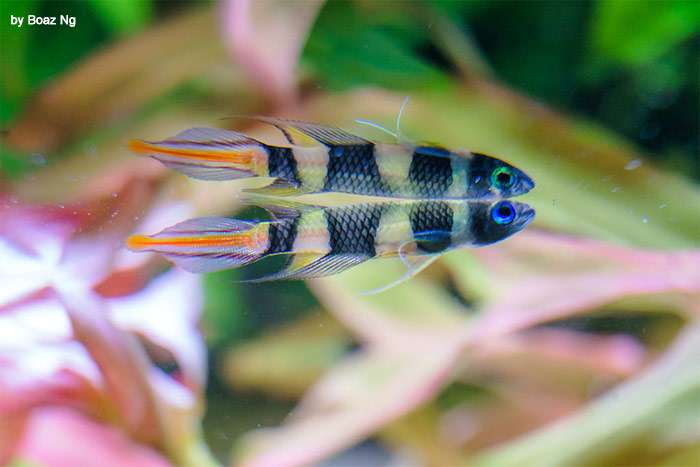 Эпиплатис факельный (Epiplatys annulatus), фото фотография аквариумные рыбки